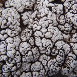 Psora cerebriformis