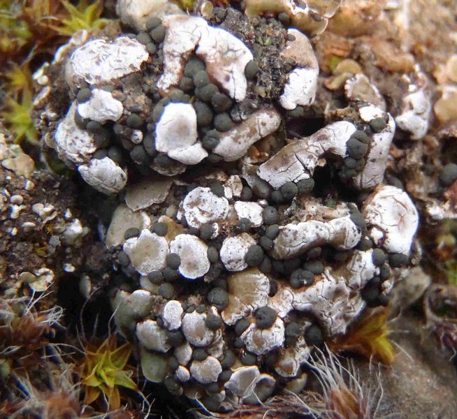 Psora cerebriformis