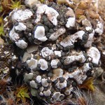 Psora cerebriformis