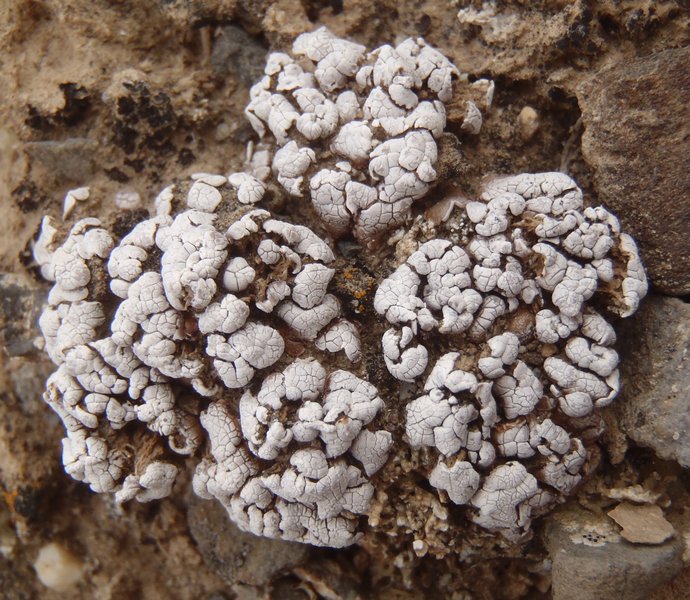 Psora cerebriformis