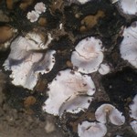 Psora crenata