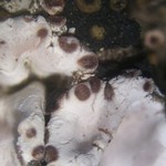 Psora crenata