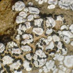 Psora crenata