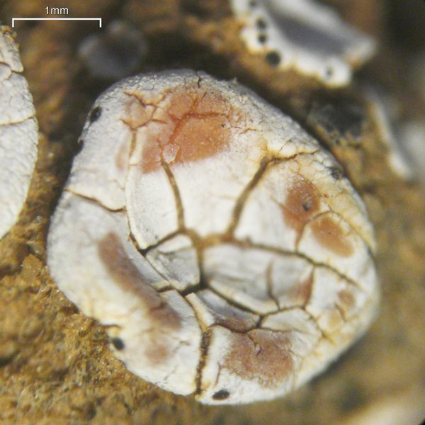 Psora crenata