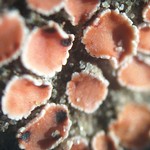 Psora decipiens