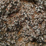 Psora decipiens
