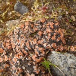 Psora decipiens
