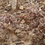 Psora decipiens