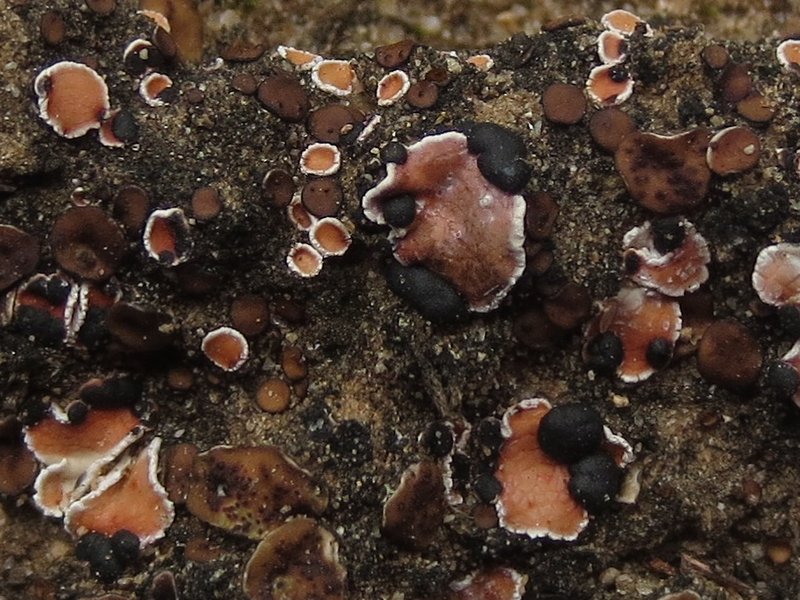 Psora decipiens