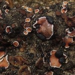 Psora decipiens