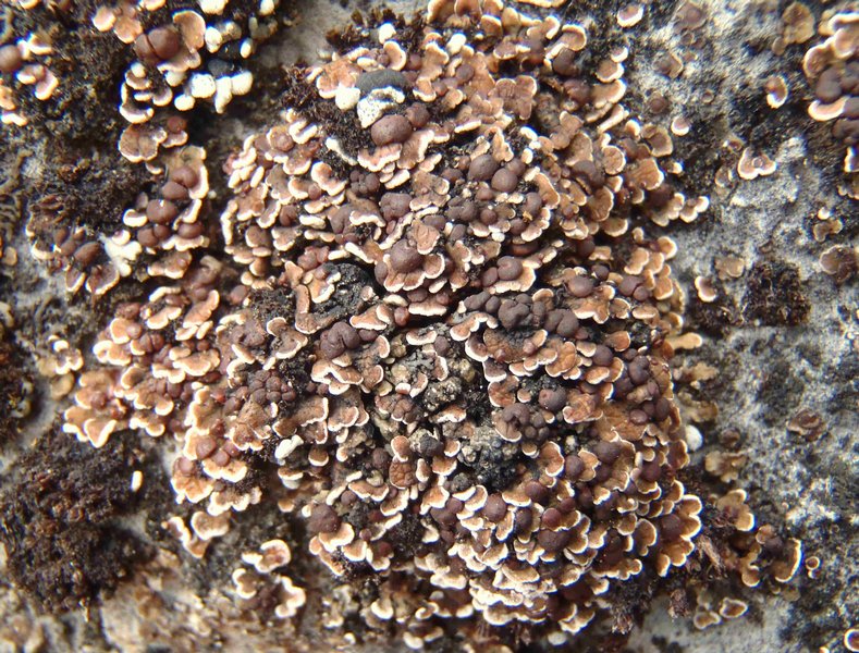 Psora elenkinii