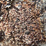 Psora elenkinii