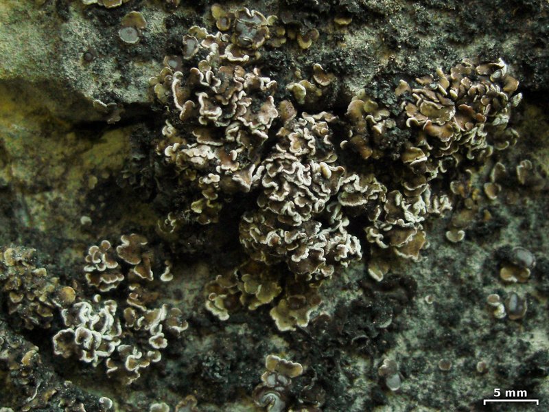 Psora elenkinii