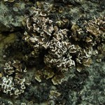 Psora elenkinii