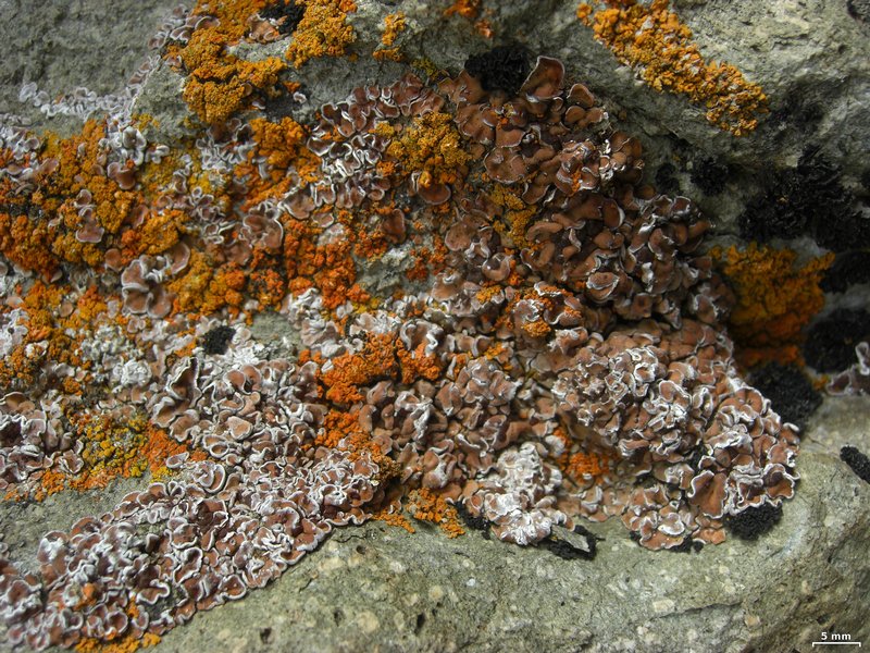 Psora elenkinii