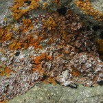 Psora elenkinii