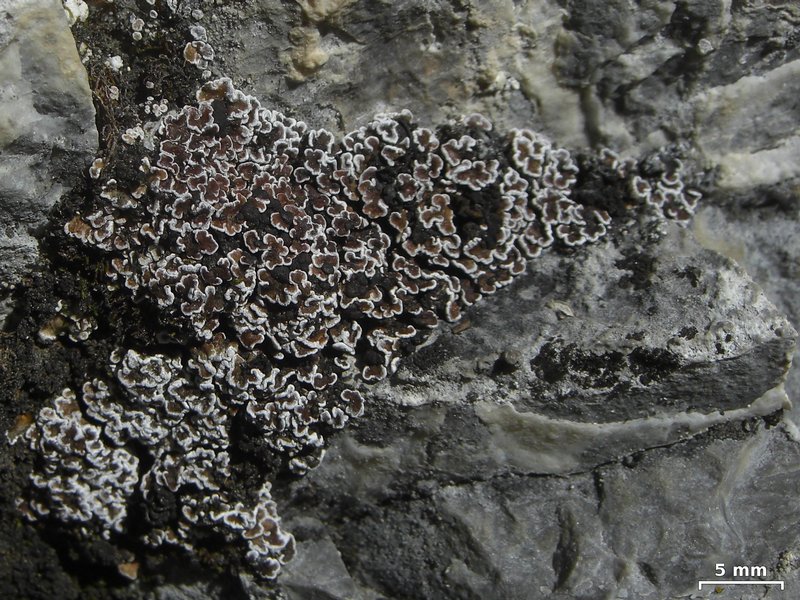 Psora elenkinii
