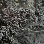 Psora elenkinii