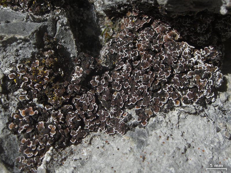 Psora elenkinii