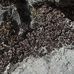 Psora elenkinii