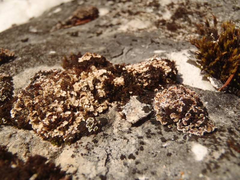 Psora elenkinii