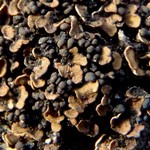 Psora globifera