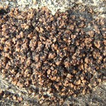 Psora globifera