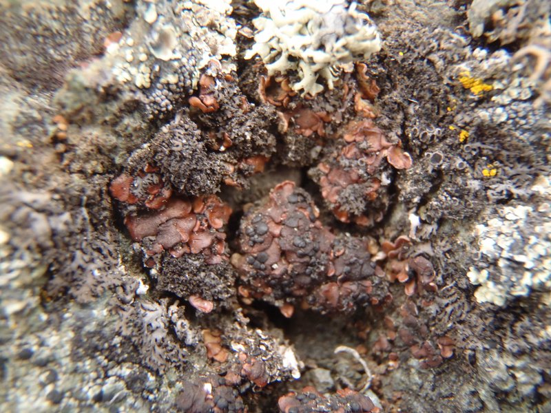 Psora globifera