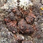 Psora globifera