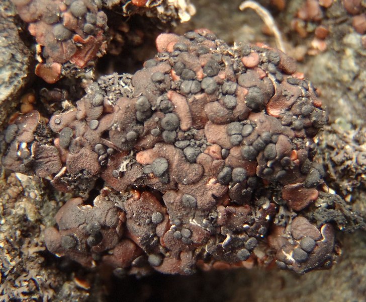 Psora globifera