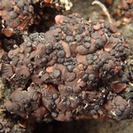 Psora globifera