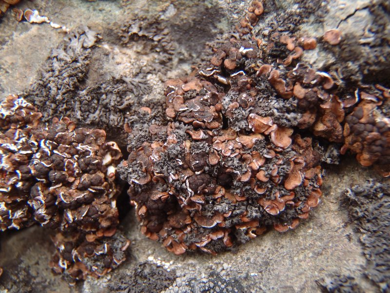 Psora globifera