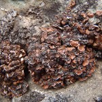 Psora globifera
