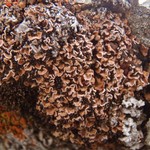 Psora globifera