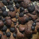 Psora luridella