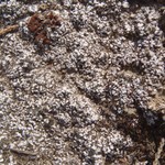 Psora montana