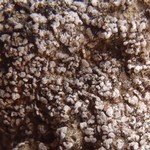 Psora montana