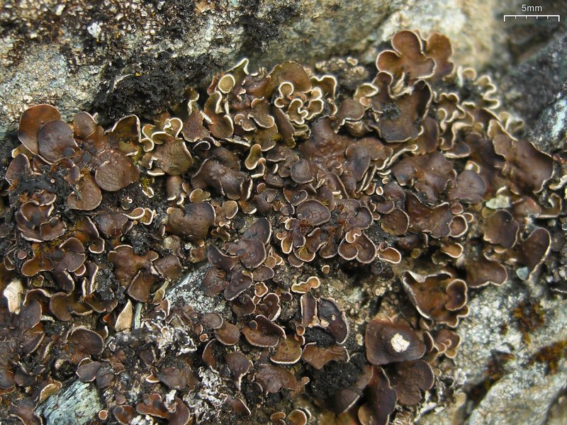 Psora nipponica