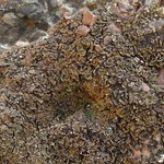 Psora nipponica