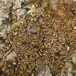 Psora nipponica