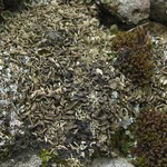Psora nipponica