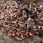 Psora nipponica