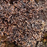 Psora nipponica