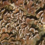 Psora pacifica