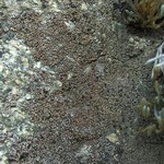 Psora pacifica
