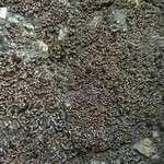 Psora pacifica