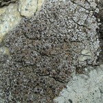 Psora pacifica