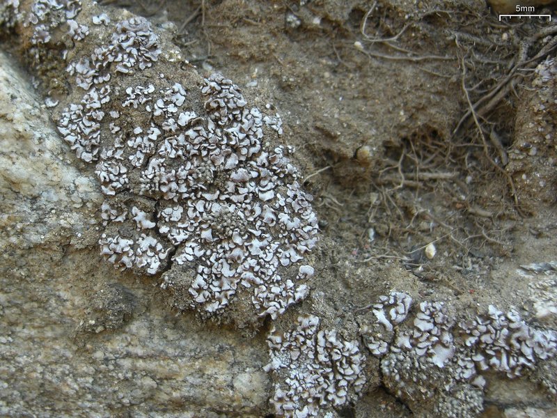 Psora pruinosa