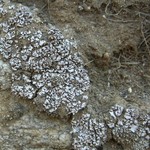 Psora pruinosa