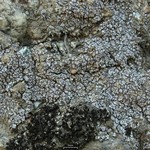Psora pruinosa
